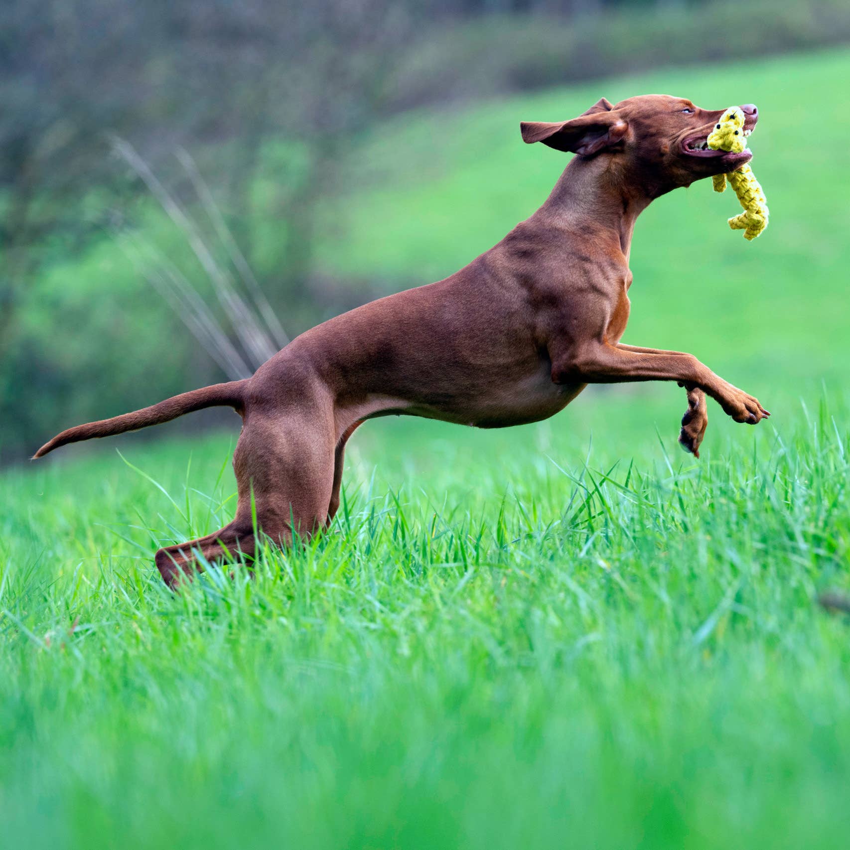 LABONI - Volentis GmbH - Wholesale Pet Chew Toy - Dog - GRETA GIRAFFE – Built for Big Play5