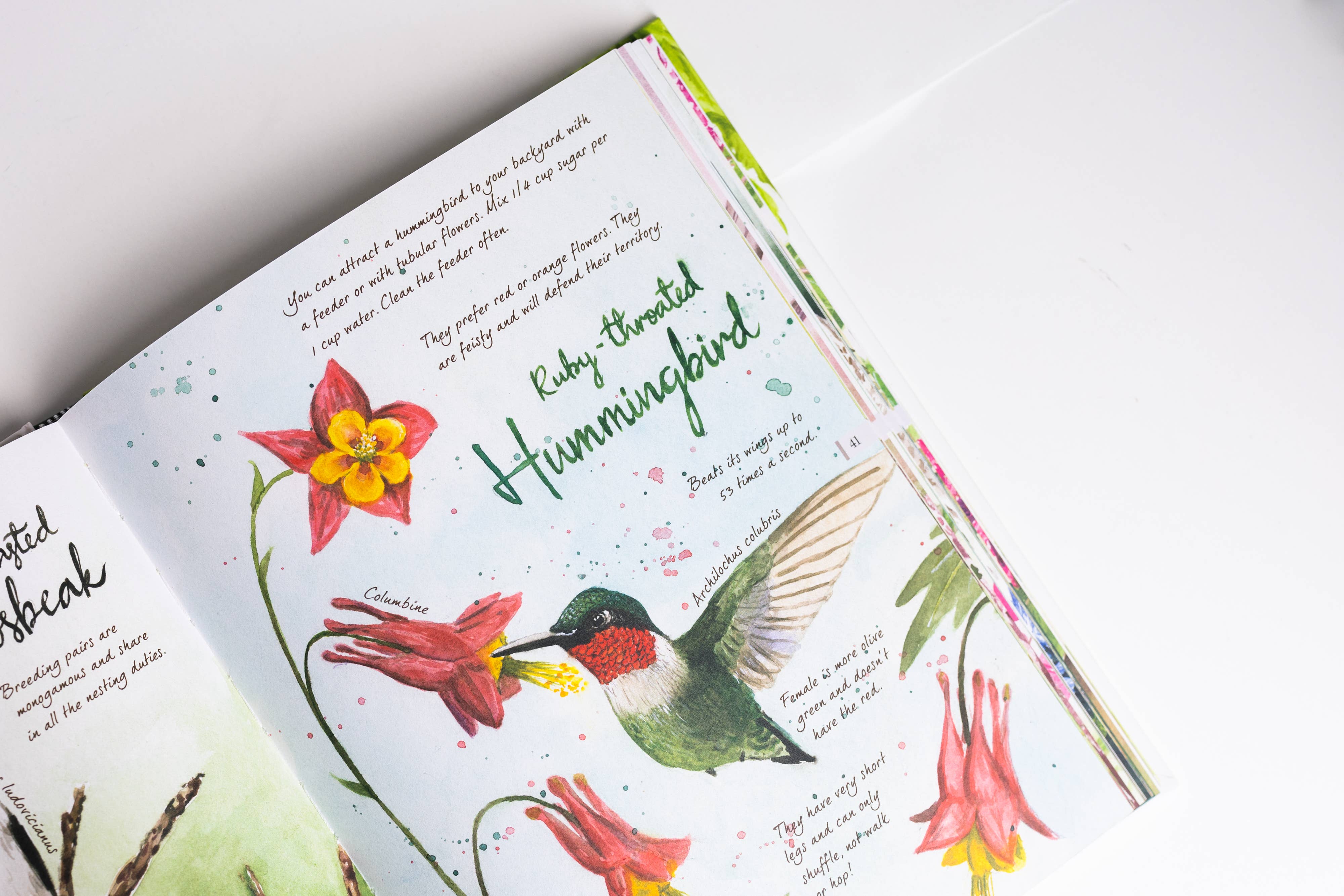 AdventureKEEN - Vente Nature et plein air - Drawn to Birds : Carnet de croquis d'un naturaliste6