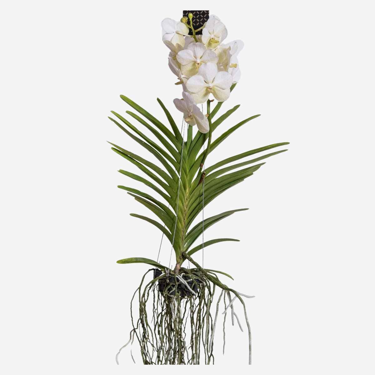 Oasis of Life - Wholesale Live Plant - Vanda Orchid – Vanda 'White' – Height 55–65cm – Exclusive orchid with white flowers – Tropical houseplant – Easy care & reblooming – Elegant decor for living room & office4