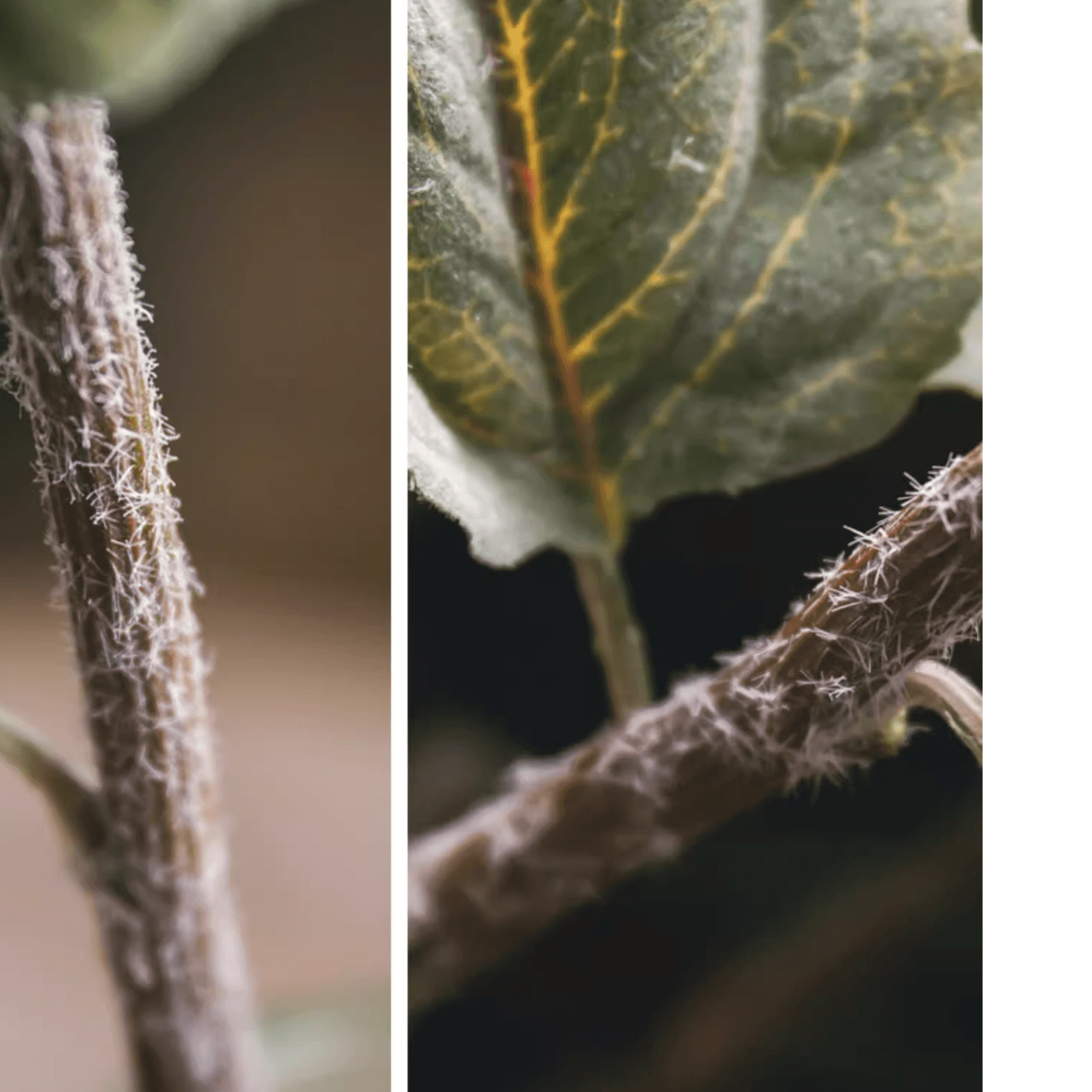 Rustic Reach - Wholesale Artificial Flowers - Artificial Small Head Sunflower Stem 23.6" Tall3