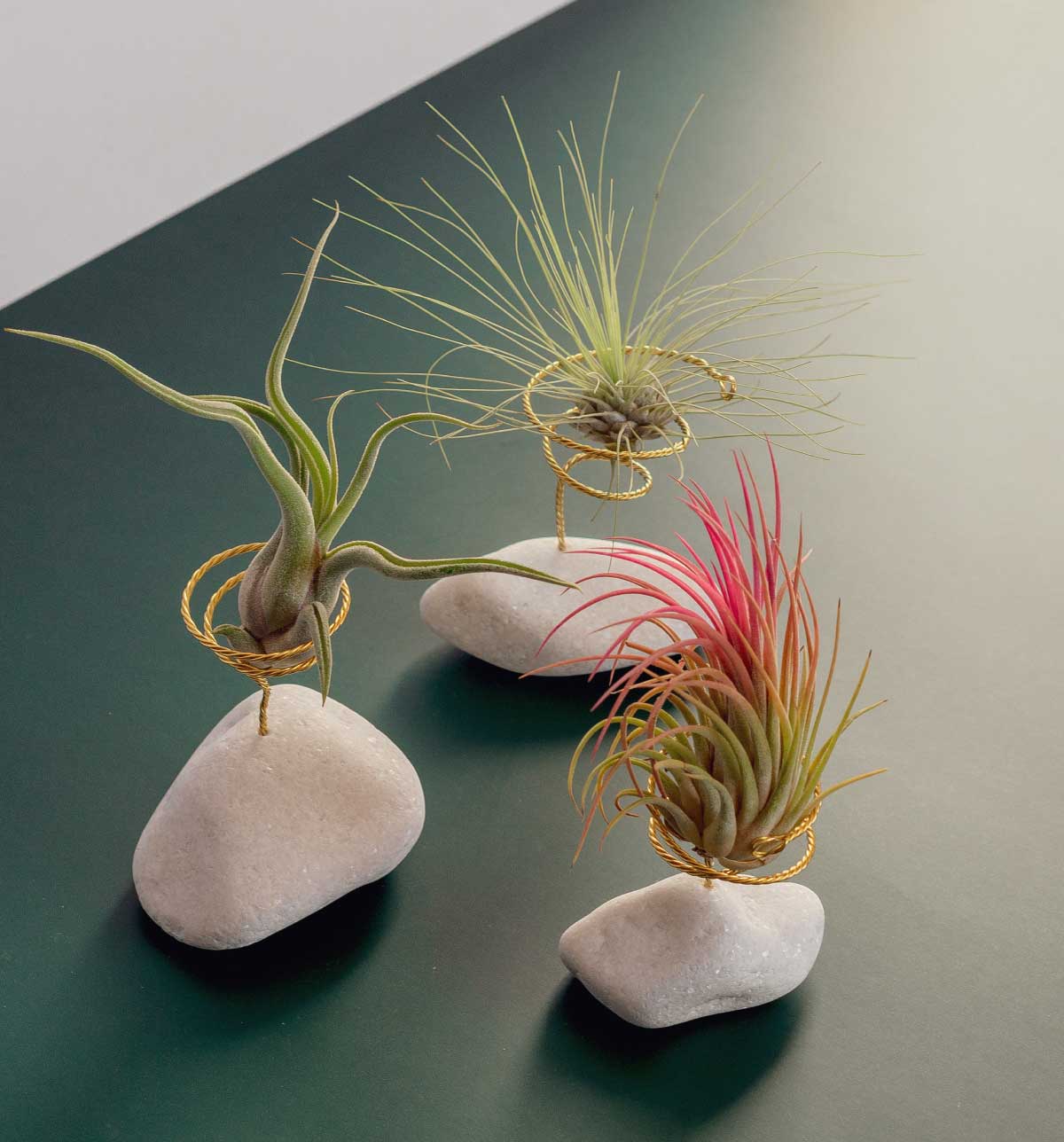 BOREEN Shop - Wholesale Live Plant - Tillandsia air plant with natural stone support4