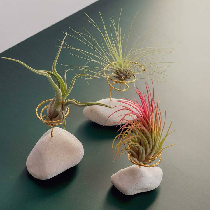 BOREEN Shop - Wholesale Live Plant - Tillandsia air plant with natural stone support4