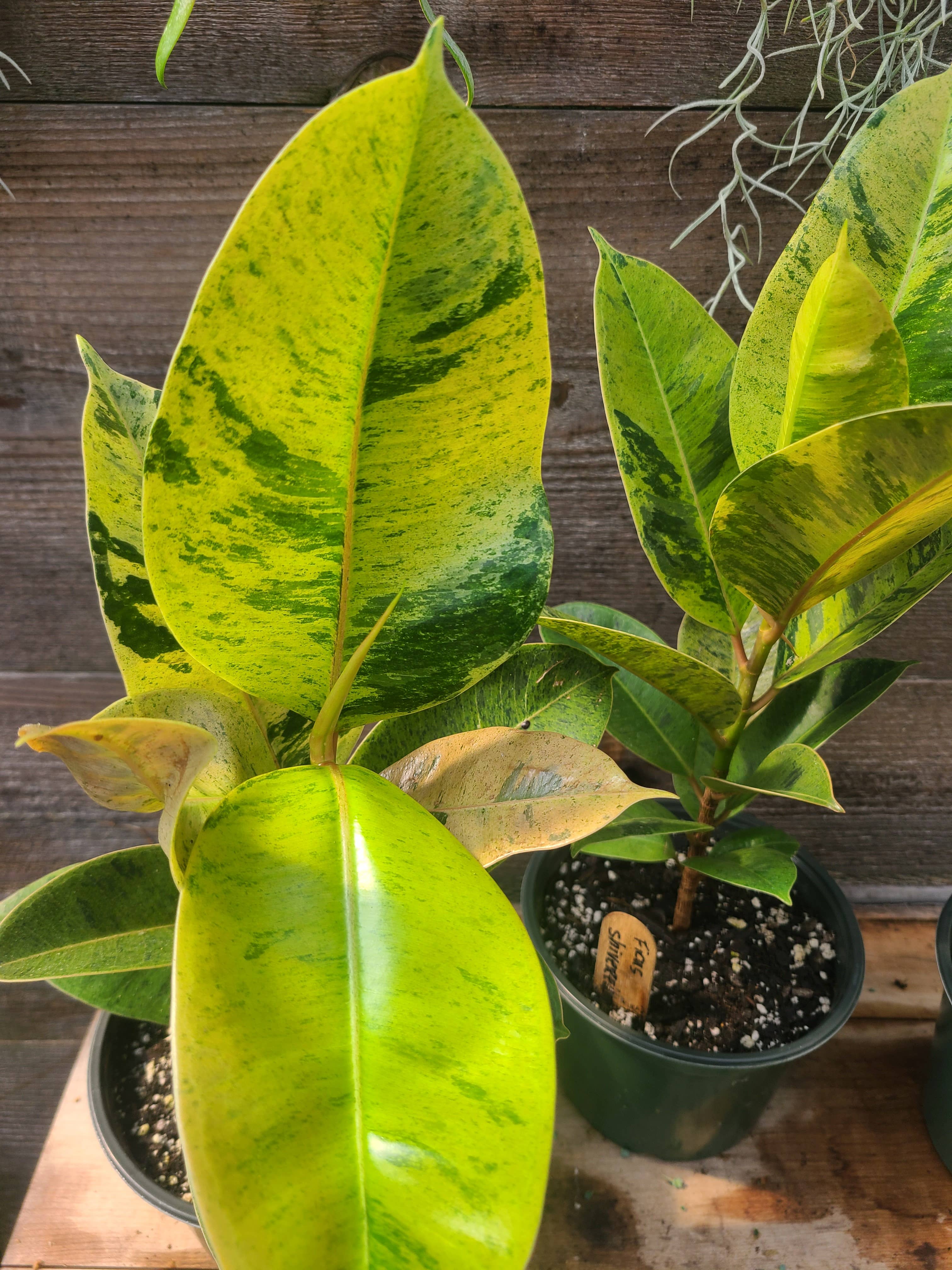 Buzz + Thrive Gardens - Wholesale Live Plant - Ficus elastica ‘Shivereana’
1