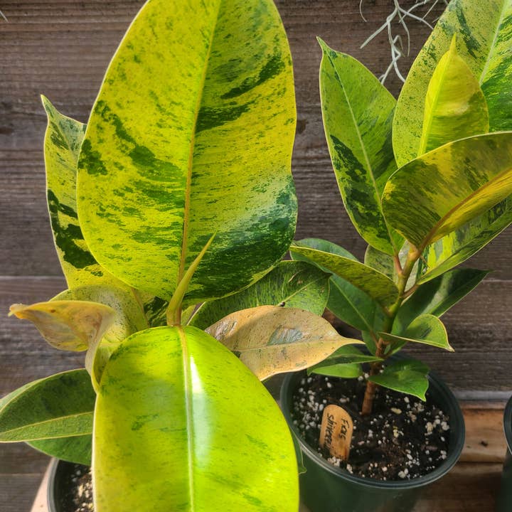 Buzz + Thrive Gardens - Wholesale Live Plant - Ficus elastica ‘Shivereana’
1
