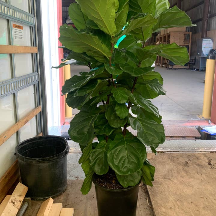 Pinceau Ficus Lyrata de 14 pouces pour la vente par Triad Plants