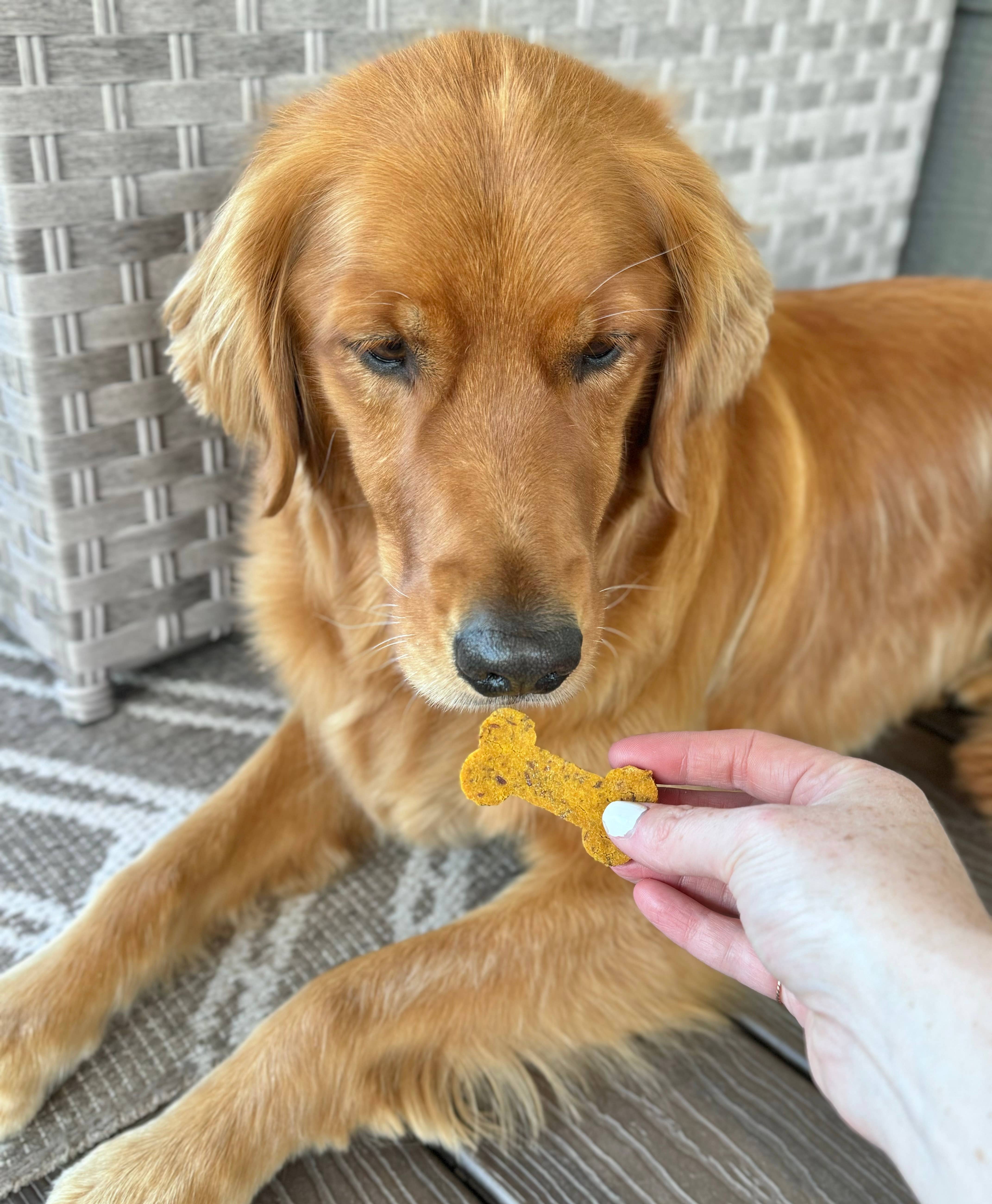 Unleash The Crunch – Engroshandel Godbid - Hund – Pumpkin Spice Hundegodbidder (korn/glutenfri)1