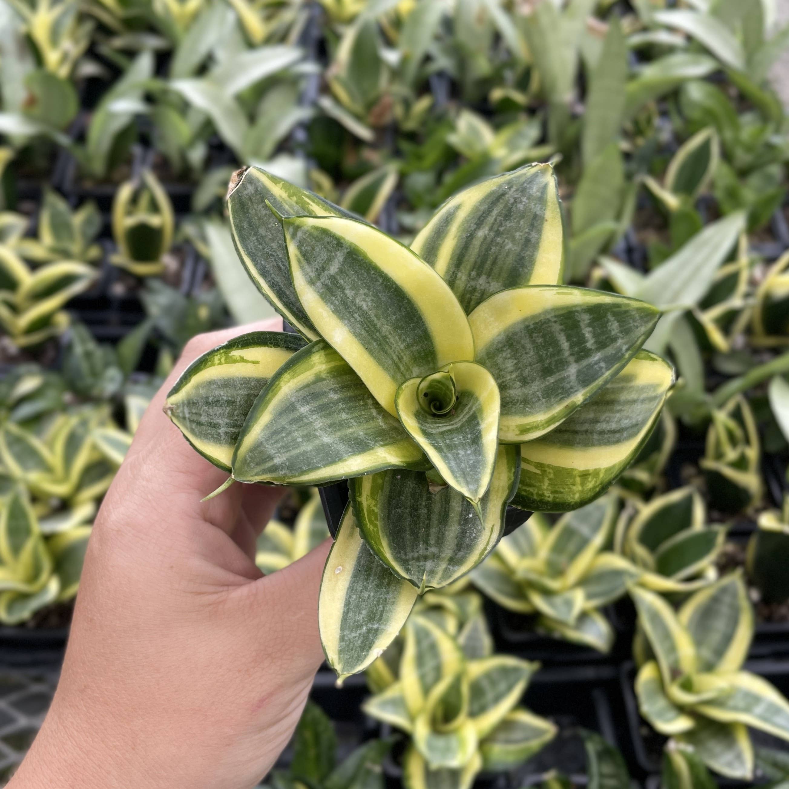 Thorsen's Greenhouse - Wholesale Live Plant - Bird's Nest Snake Plant - Live Plant - Assorted Varieties11