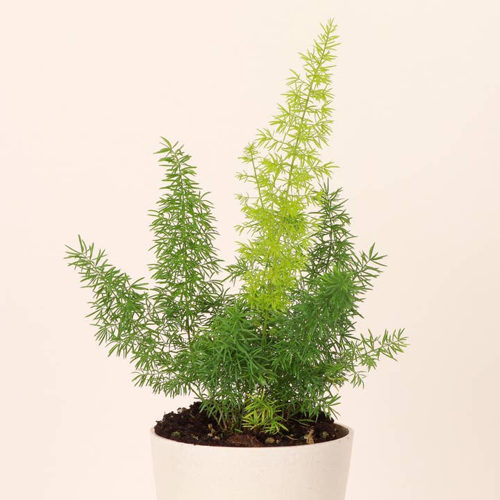 Thorsen's Greenhouse - Wholesale Live Plant - Foxtail Fern - 4" Live Plant2