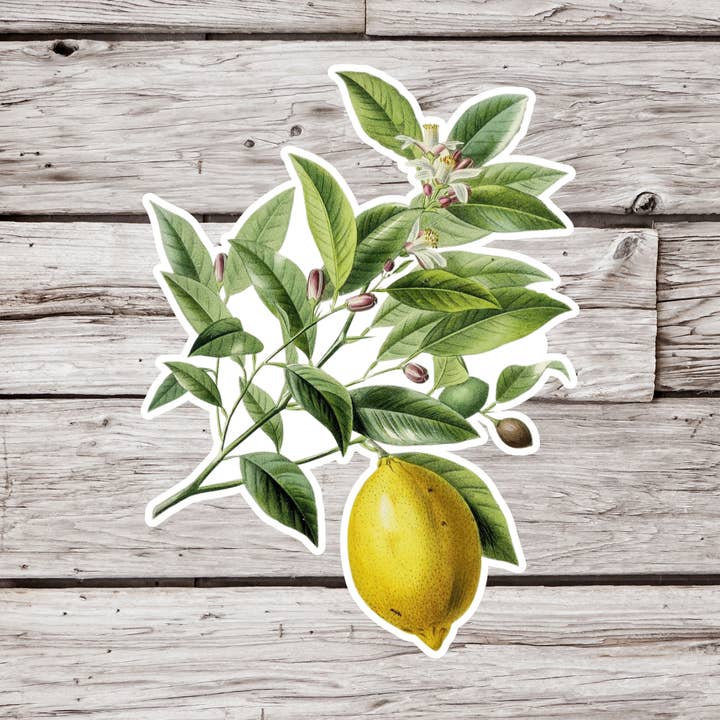 Lemon Sticker, Citrus Fruit Sticker, Botanical Sticker for wholesale by NatureCuts