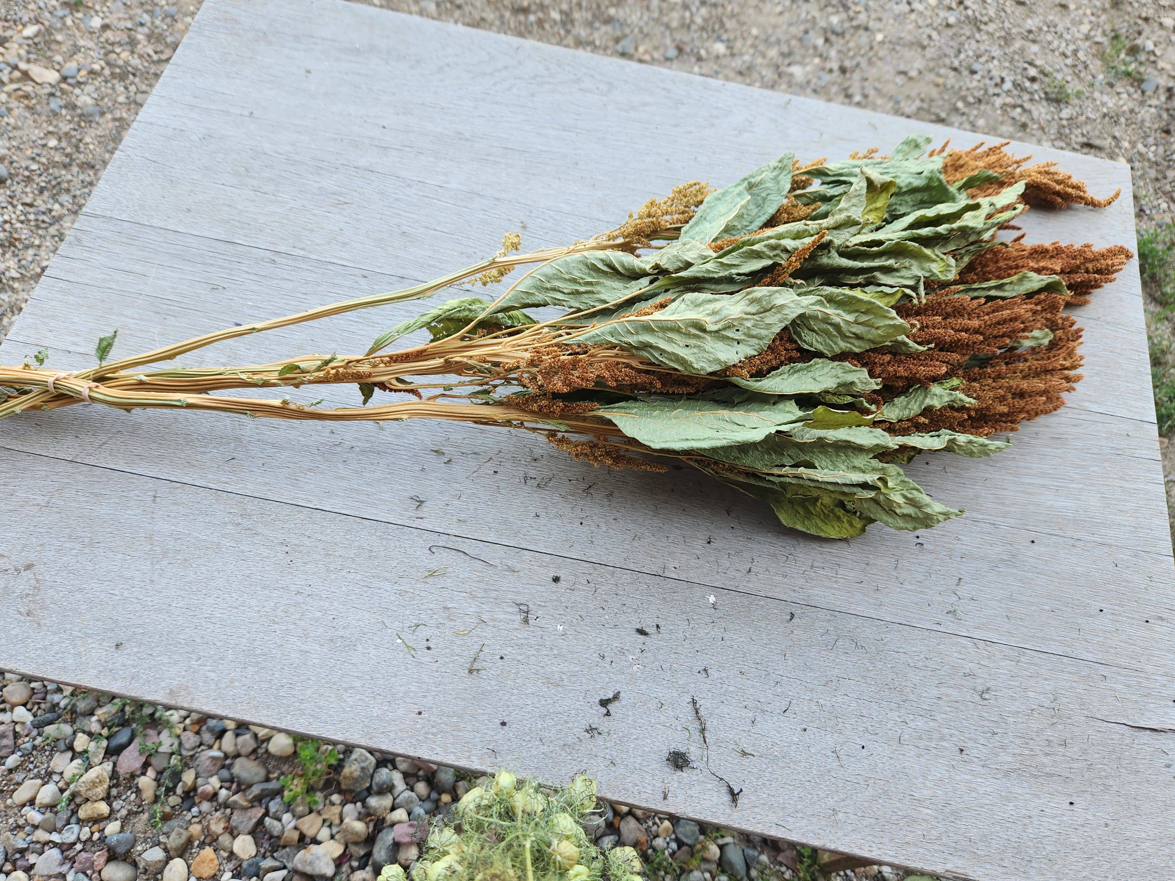 Alissas Flower Farm - Wholesale Dried/Pressed Flowers - Grain:  Amaranth4