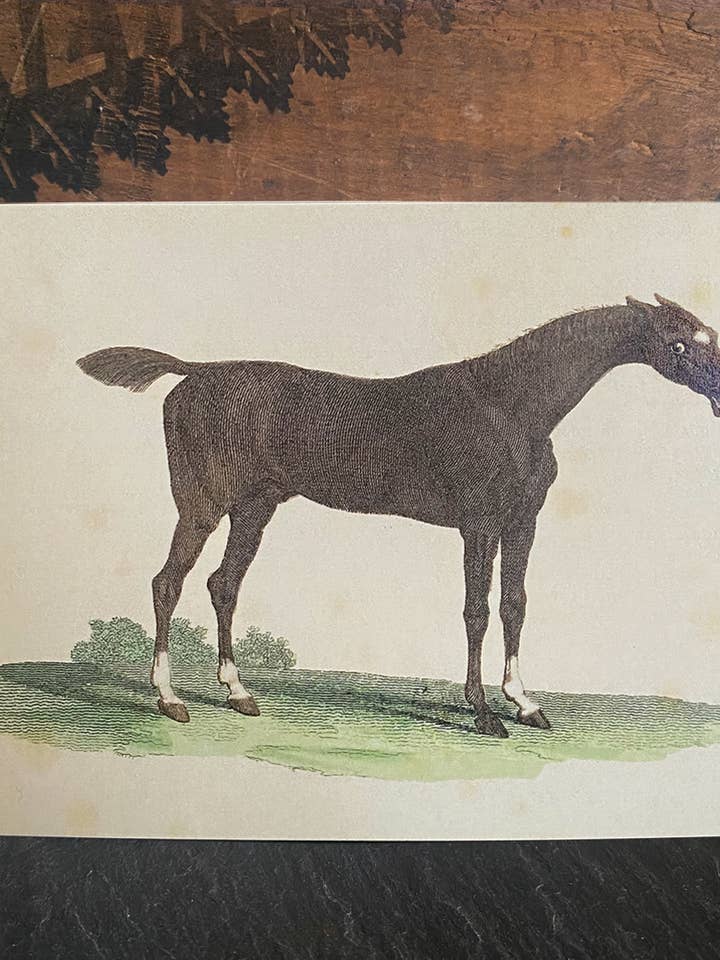 Nodder's Horse for wholesale by Irreverent Cards for Challenging Times