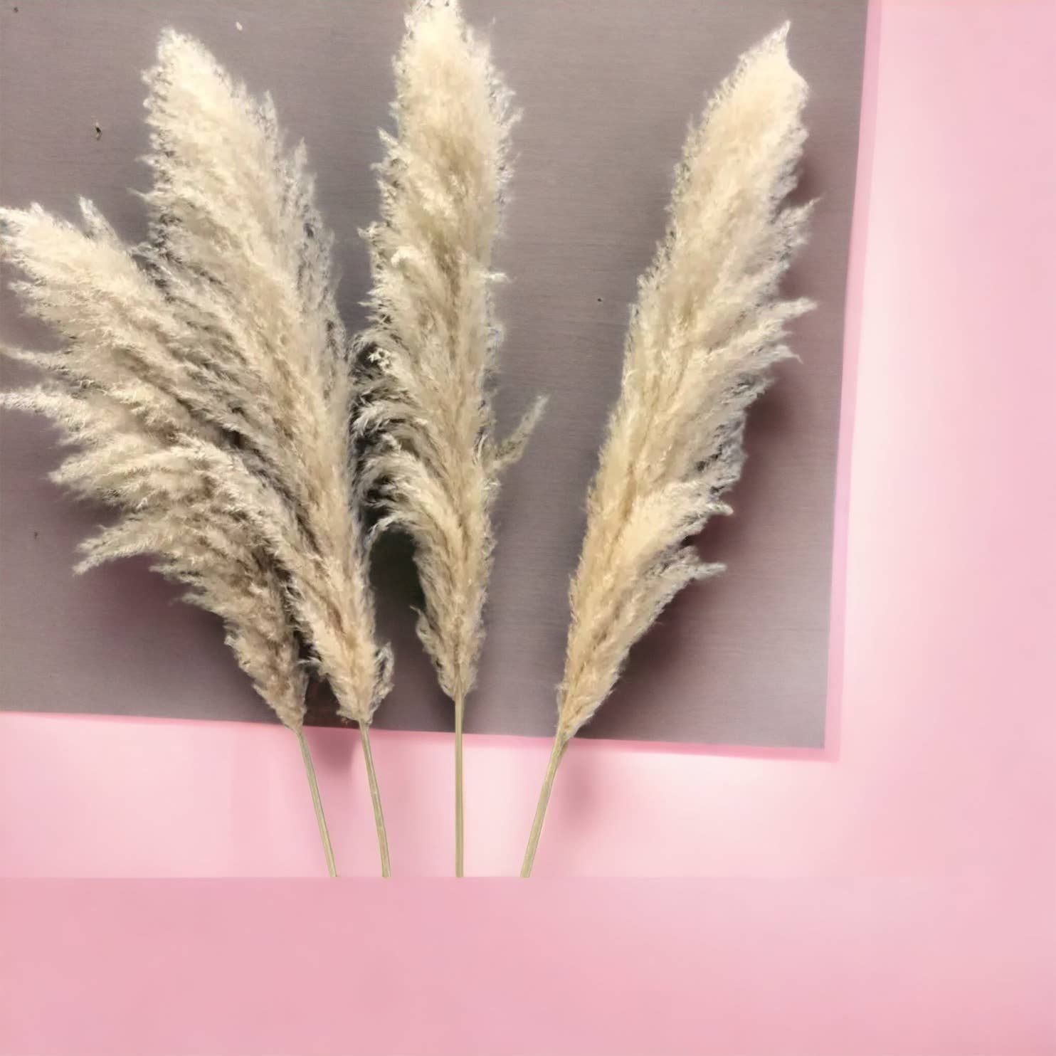 Interiors and Art - Wholesale Dried/Pressed Flowers - 4ft Cream Colored Pampas Grass3