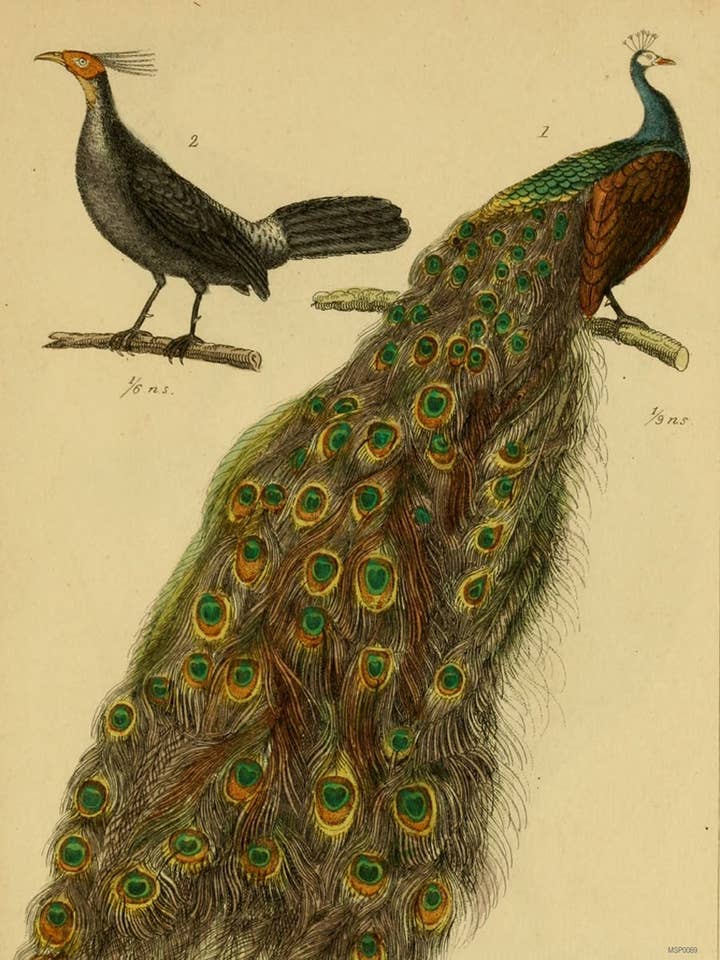 Peacocks Natural History, stampa artistica, 30 x 40 cm, stampa artistica, 30 x 40 cm per la vendita all'ingrosso da parte di On The Wall Art Ltd