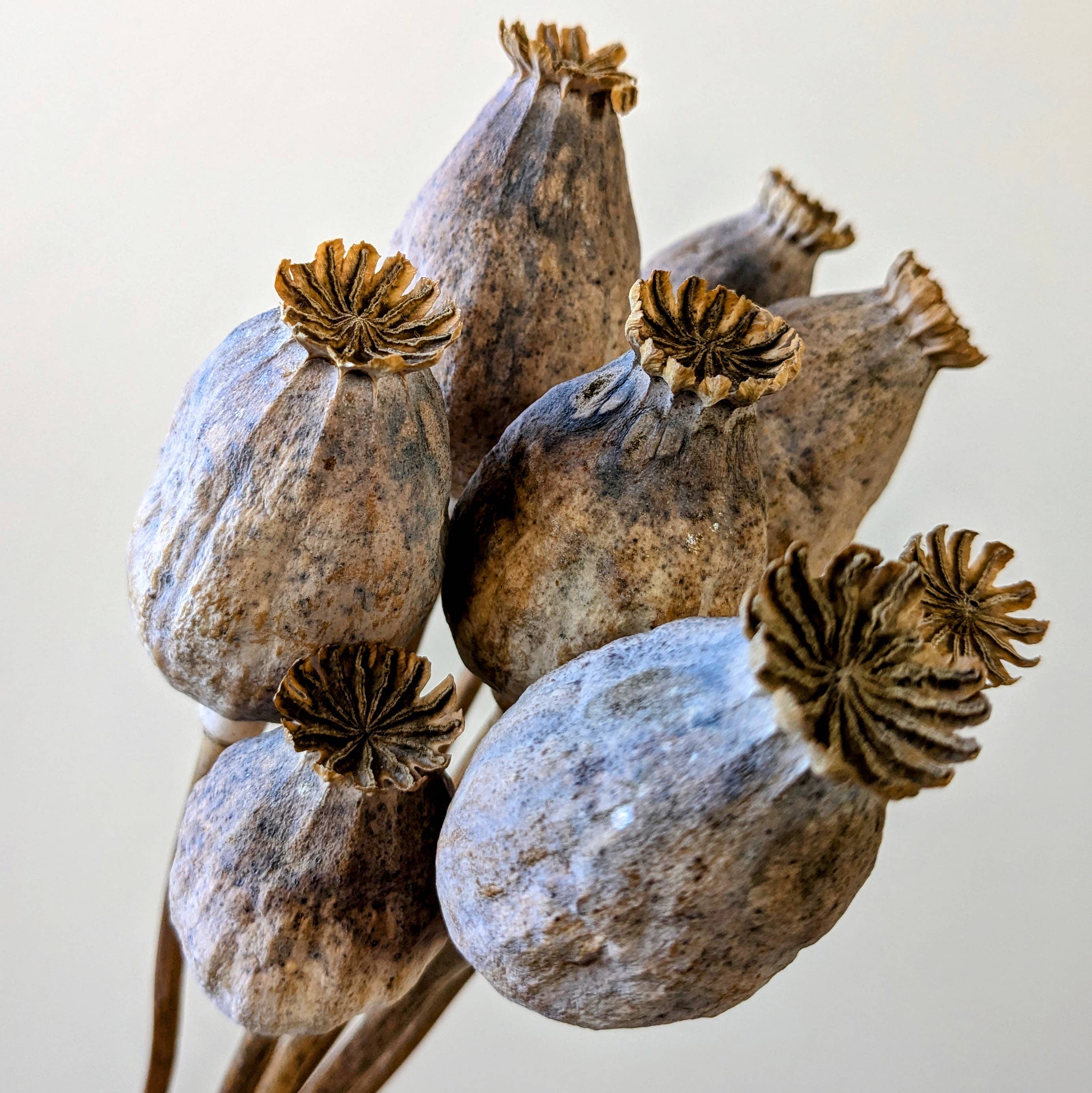 Daisy Gifts Ltd – wholesale Dried/pressed flowers – British Poppy Pods Bunch Large Brown for Floristry1