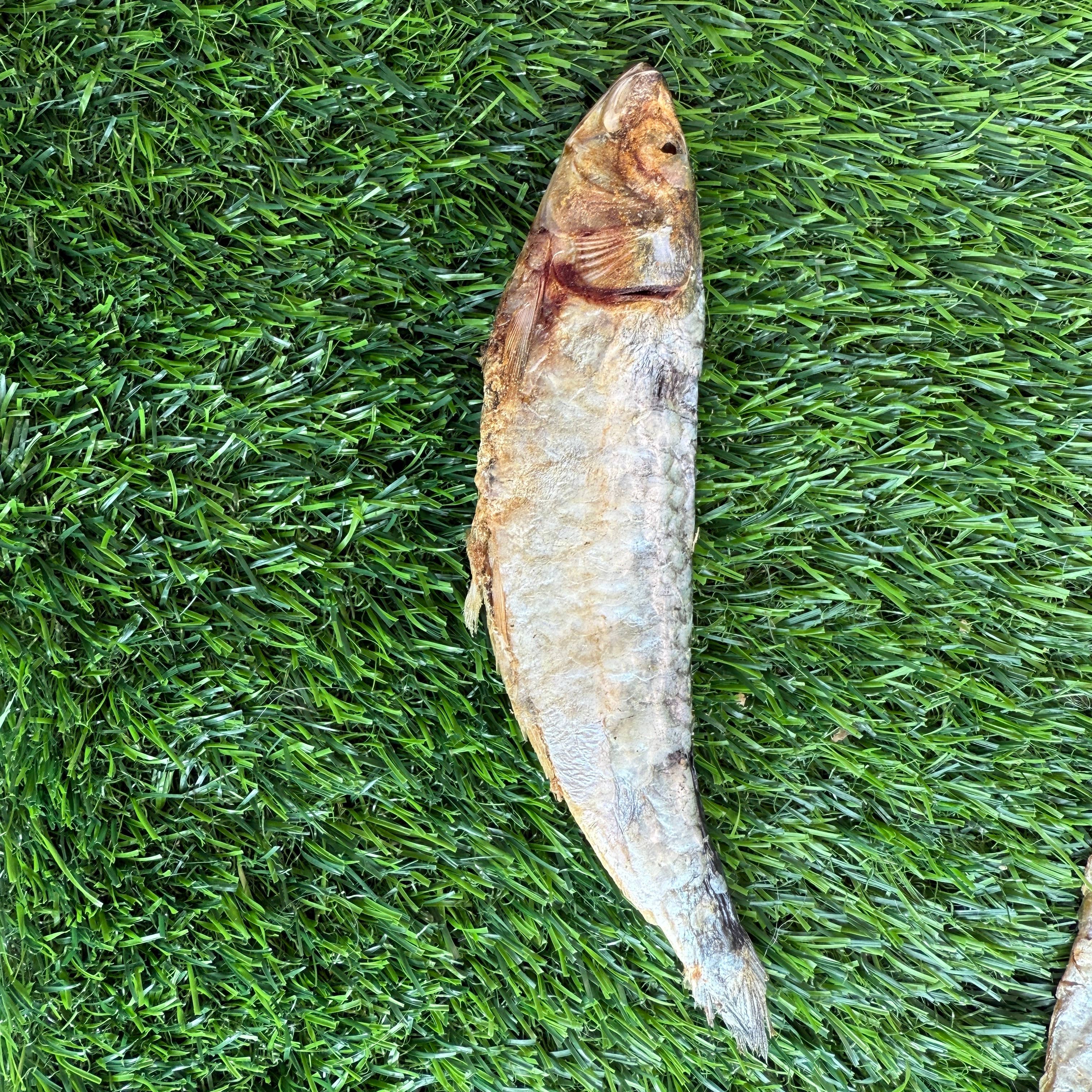 Golden Nibbles - Wholesale Pet Treats - Dog - Sardines - 5" to 7" in & Freeze-Dried Treat for Dogs & Cats1