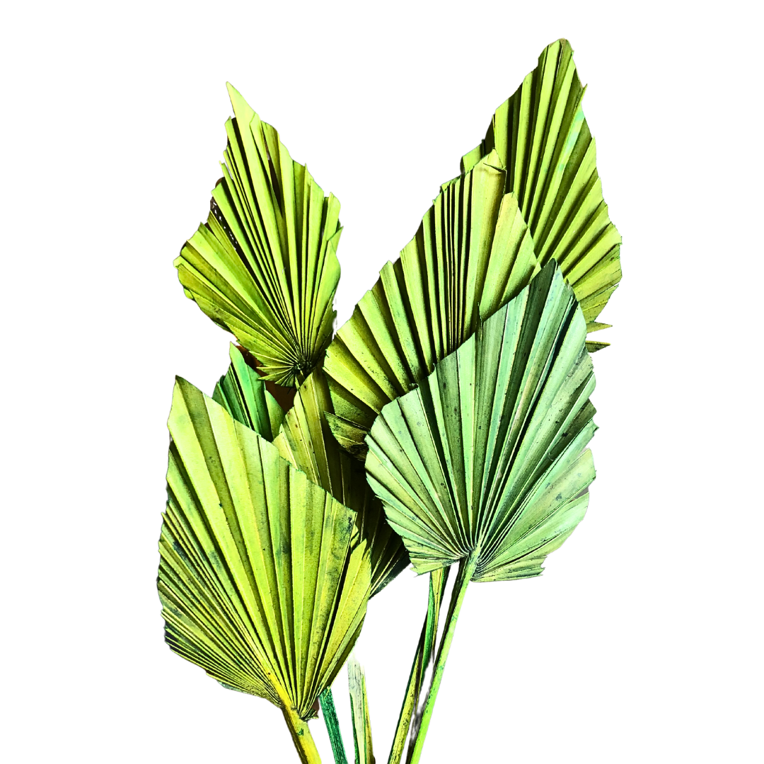 Botanico Ltd. – wholesale Dried/pressed flowers – Palm Spear7