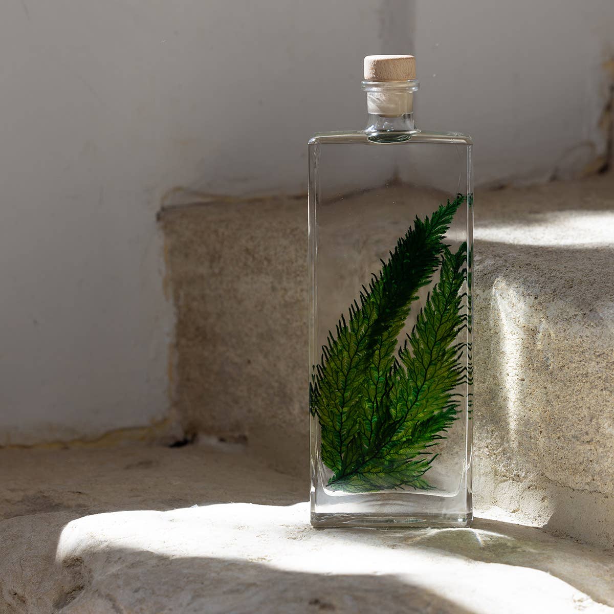 Theophile Berthon - Wholesale Live Plant - The Colombian Fern Herbarium - submerged plant2