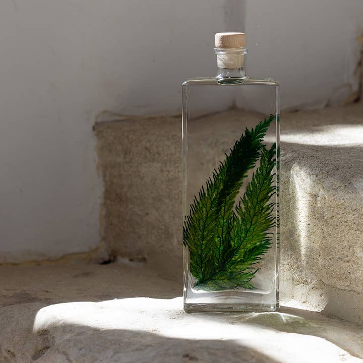 Theophile Berthon - Wholesale Live Plant - The Colombian Fern Herbarium - submerged plant2