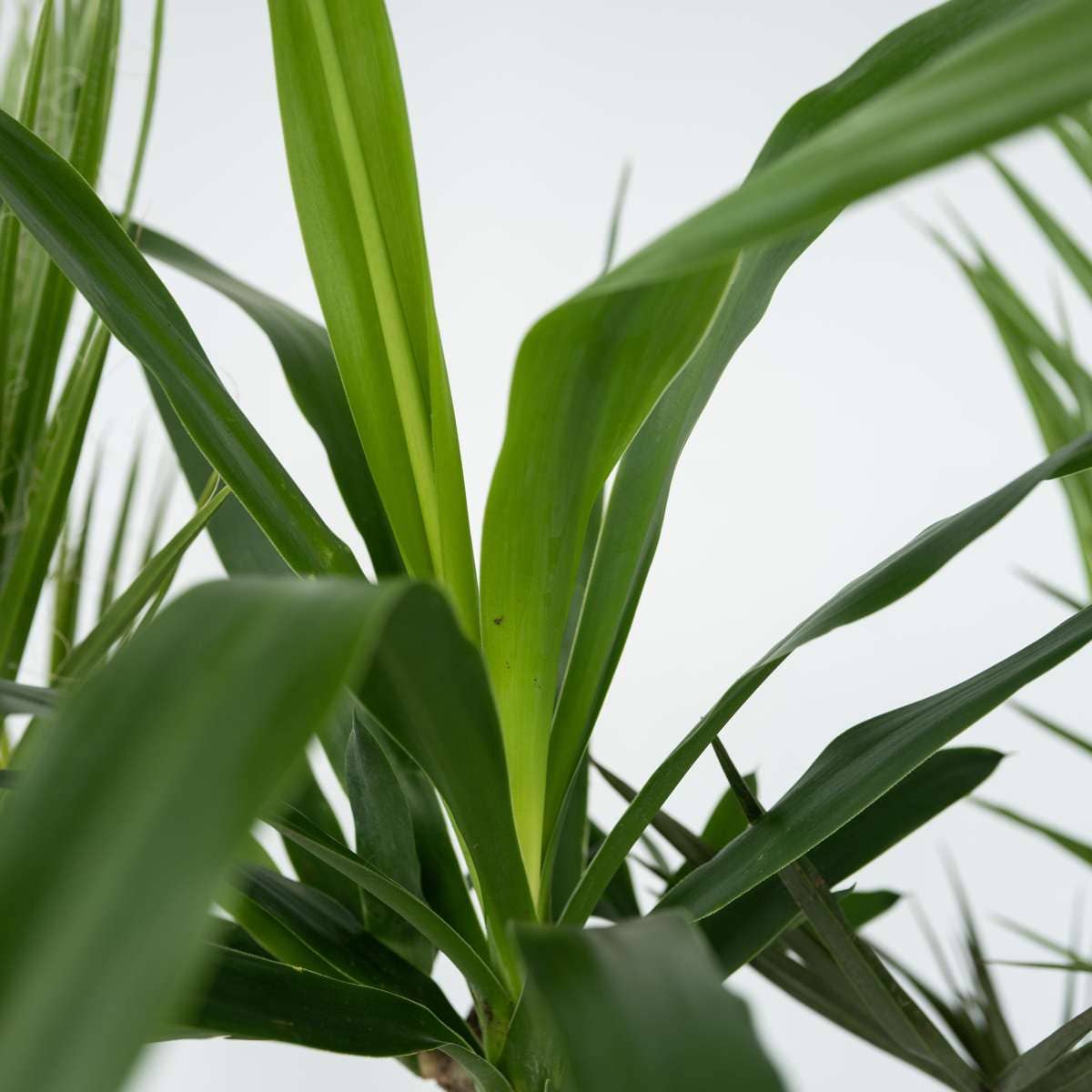 Oasis of Life – Großhandel Pflanzen – Zimmerpalmen-Mix – 6 Pflanzen – Indoor Palmmix – Höhe 50–70cm – Ø14cm – Tropische Zimmerpflanzen für Innenräume – Mit Pokon Pflanzendünger – Pflegeleicht & dekorativ5