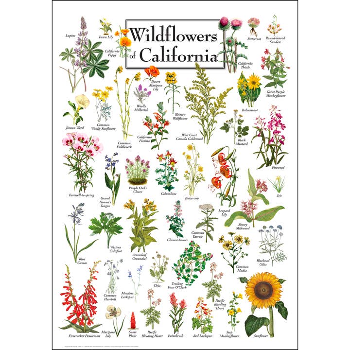 Wildflowers of California Poster for wholesale by Earth Sky + Water