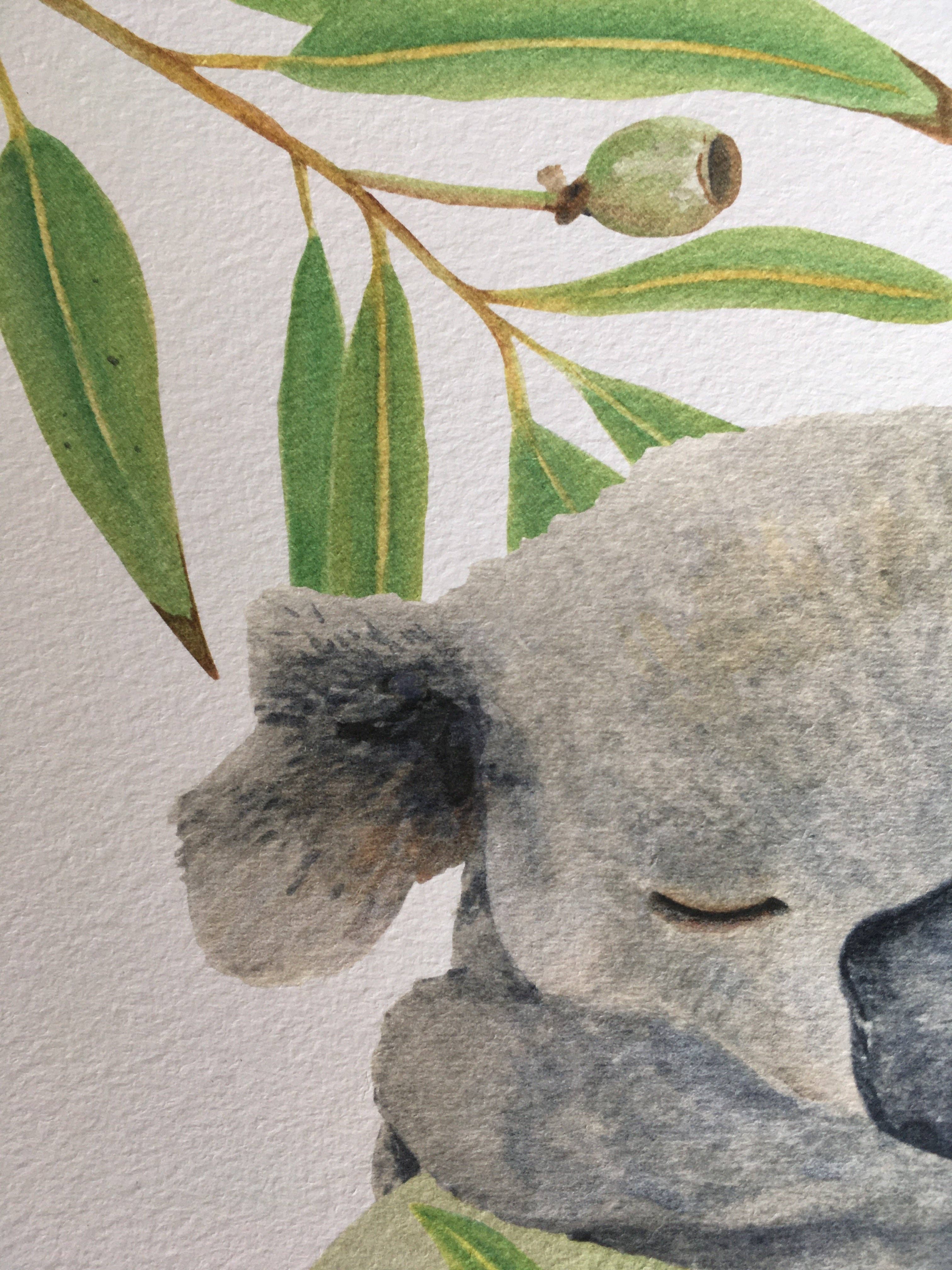 Olicas Art and Design - Wholesale Art print - Koala Watercolour Print A42