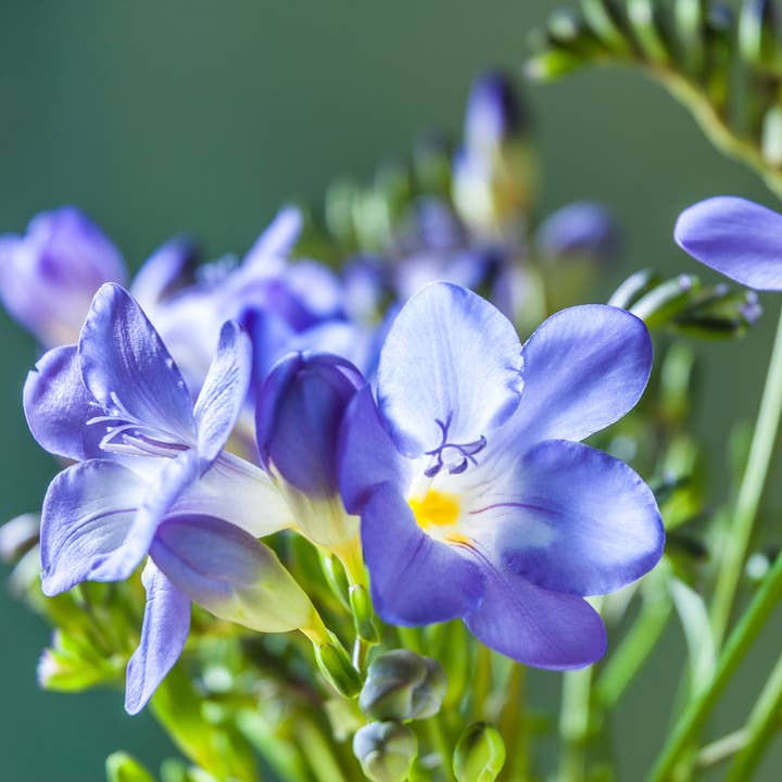 Thorsen's Greenhouse - Wholesale Live Plant - Freesia Flower Bulbs - Perennial4