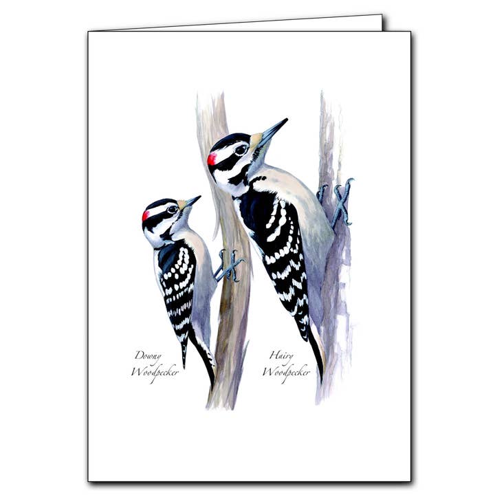 Sibley's Woodpeckers for wholesale by Earth Sky + Water