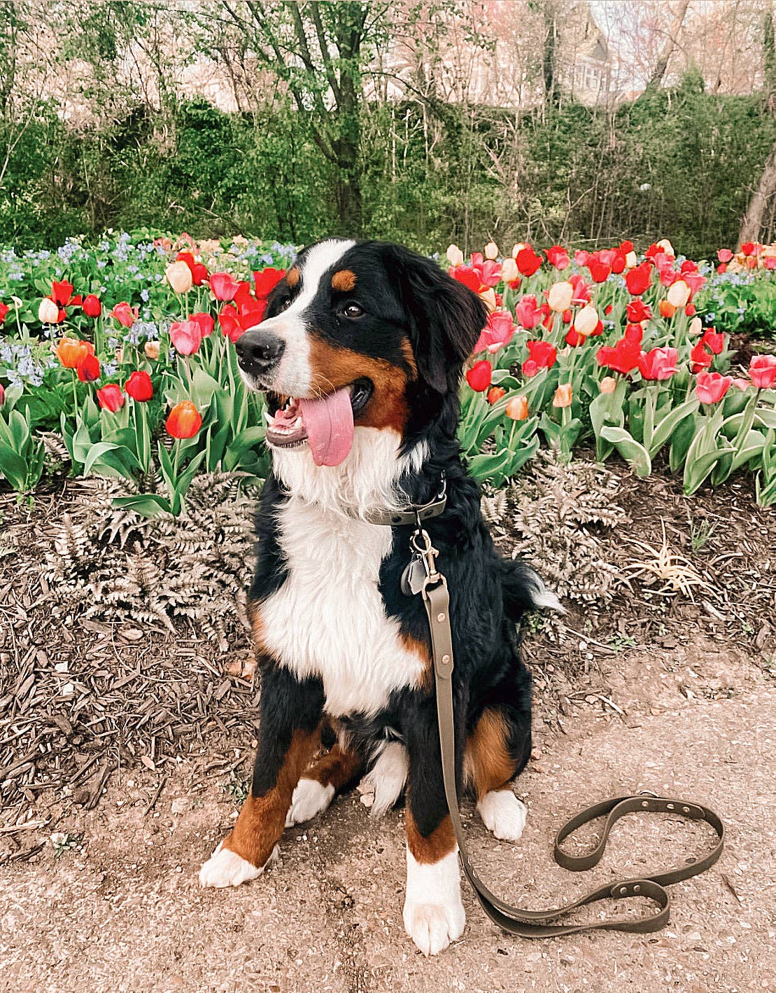 Ruff N' Fluff - Wholesale Pet Leash - Dog - 6 Ft. Adventure Proof Leashes8