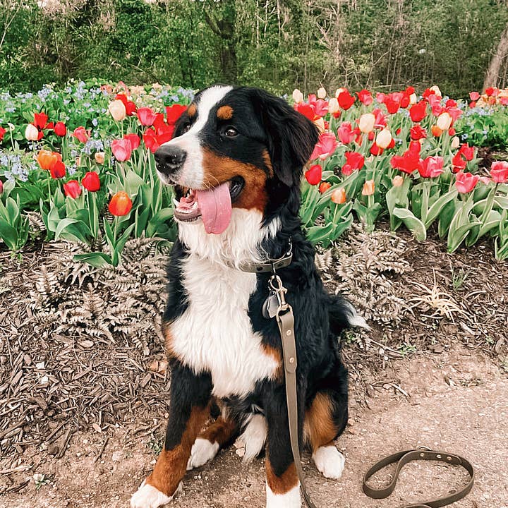 Ruff N' Fluff - Wholesale Pet Leash - Dog - 6 Ft. Adventure Proof Leashes8