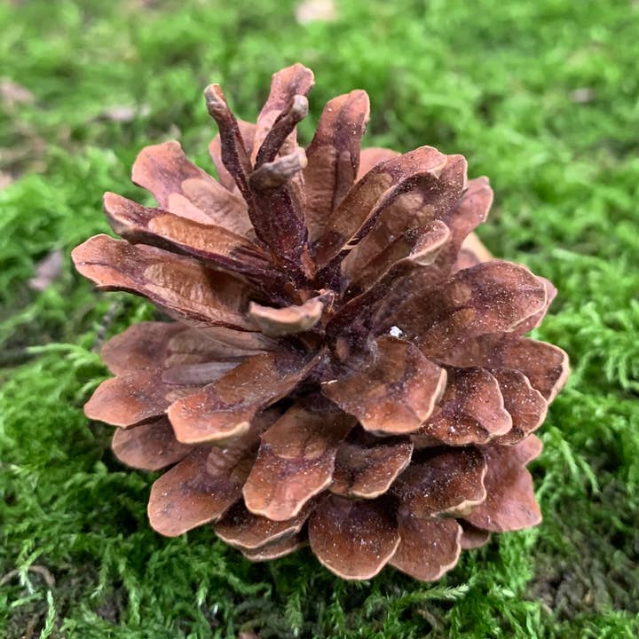 Jack Pine Cones, Brown, 1000 cones per case for wholesale by Bringoutdoorsindoors