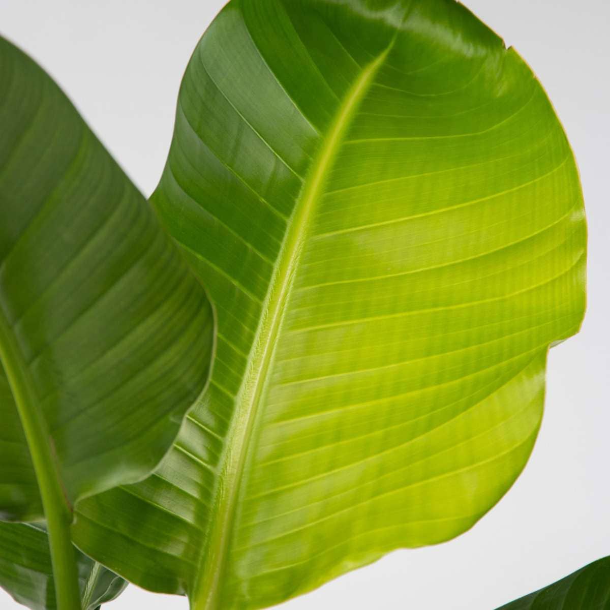 Oasis of Life - Wholesale Live Plant - Strelitzia Bird of Paradise – Strelitzia nicolai – Height 90–110cm – Ø21cm – Tropical houseplant with large green leaves – Exotic banana plant – Incl. 10L Pokon potting soil4