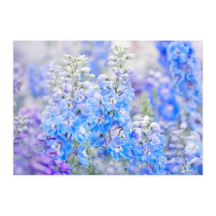 Cartolina "Delphinium" per la vendita all'ingrosso da parte di paruspaper. nutzfeine papeterie