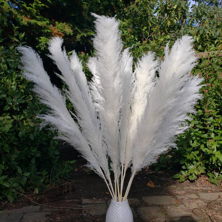 BLOOMINGFUL.COM - Wholesale Dried/Pressed Flowers - X-Large Pampas Grass, Dried with Fluffy Plumes - White