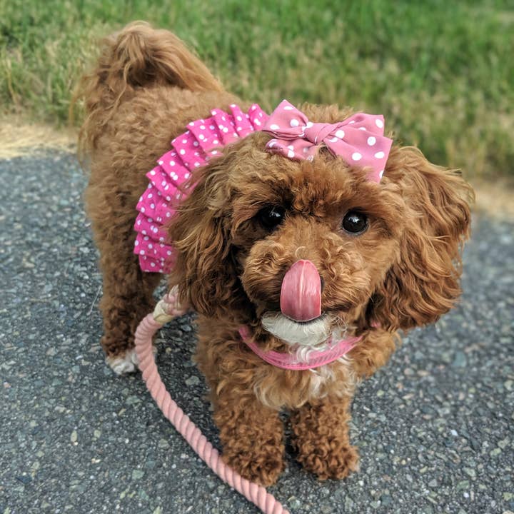 Parisian Pet® - Vendita all'ingrosso Vestito - Cani - Vestito con Pettorina a Pois Rosa – Vestito Regolabile per Cani4