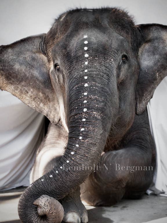 Elephant Adele – A Love Warriors Portrait for wholesale by Love Warriors