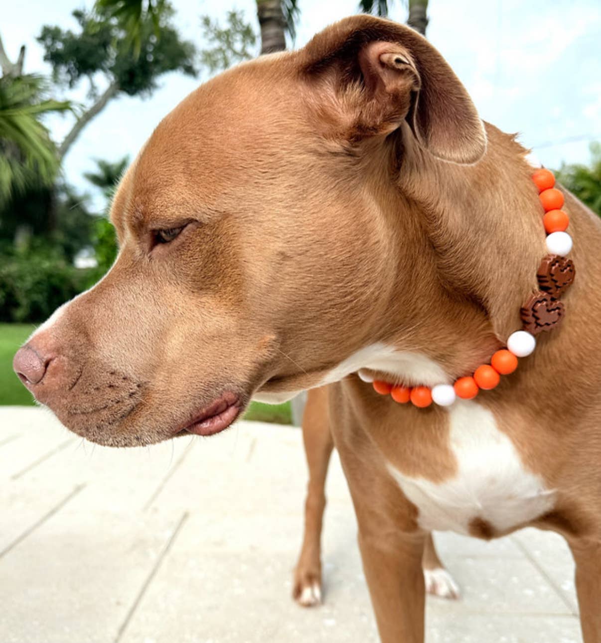 Dainty Paws – wholesale Pet collar – Dog – Roo's Courage | Beaded Dog Collar   1