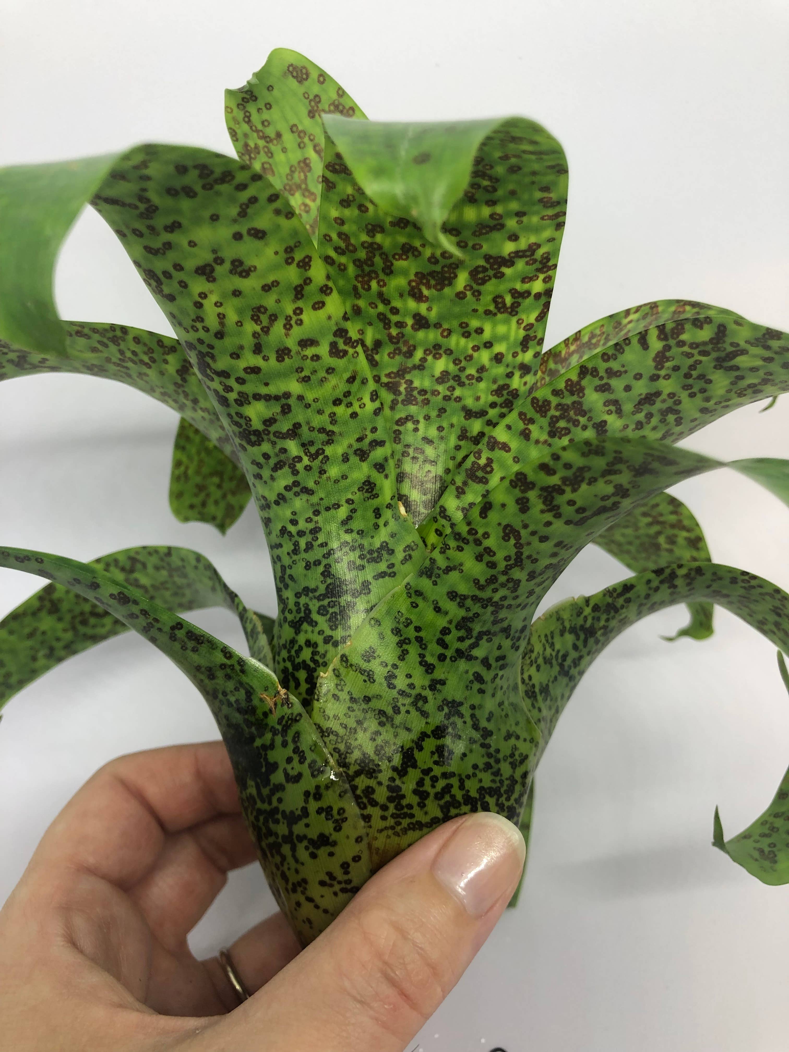 The Artizan Way - Wholesale Live Plant - Vriesea Fenestralis | Live Plant4