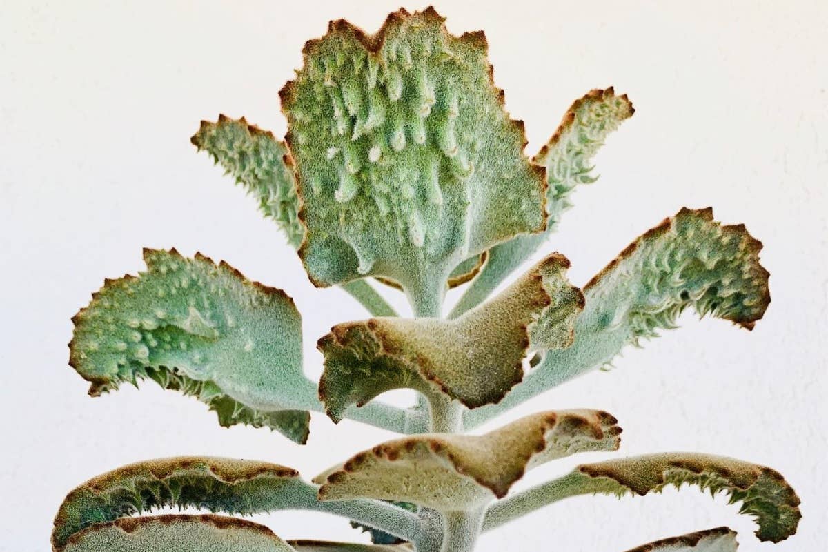 Best Plant Friend - Vente Succulentes - Kalanchoe beharensis 'Fang' - Pot de culture de 5 cm3