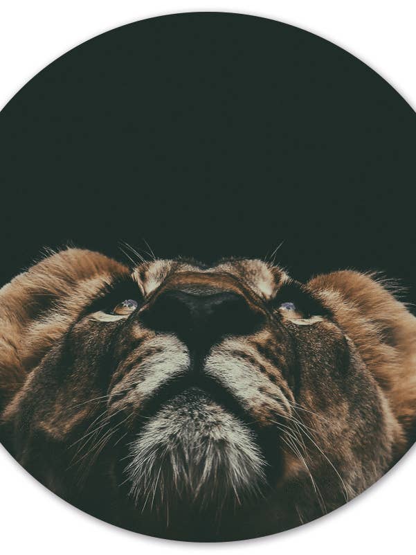 Muurcirkel mini lion for wholesale by Label2X B.V.