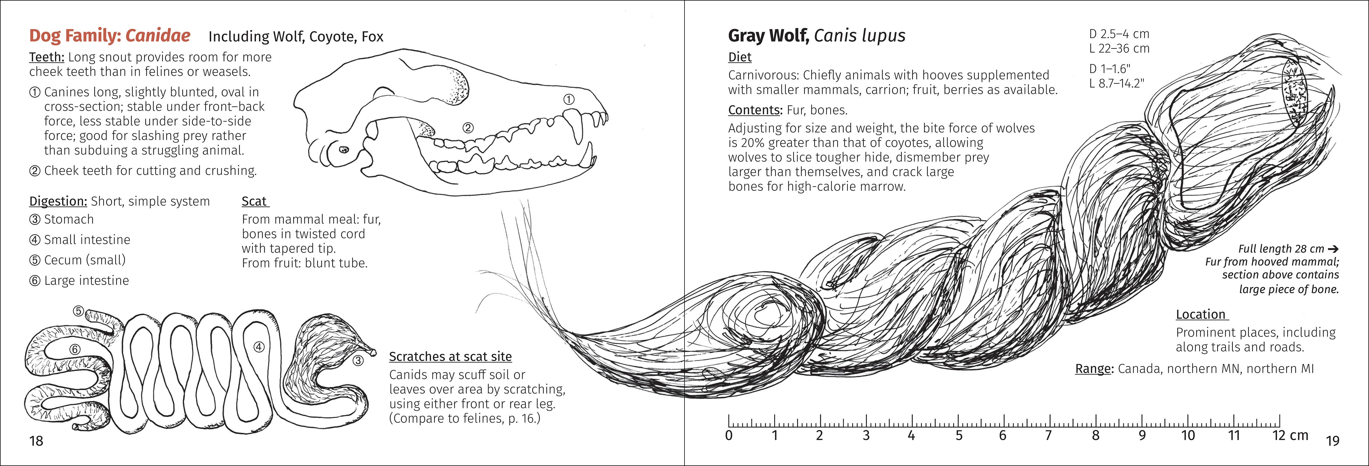AdventureKEEN - Wholesale Nature & Outdoors - Scat Finder 2nd Edition4