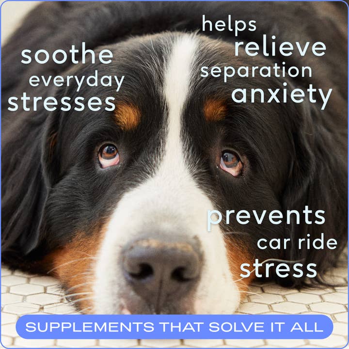Native Pet - Wholesale Pet Supplement - Dog - Calm Chews Anxiety & Calming Supplement for Dogs