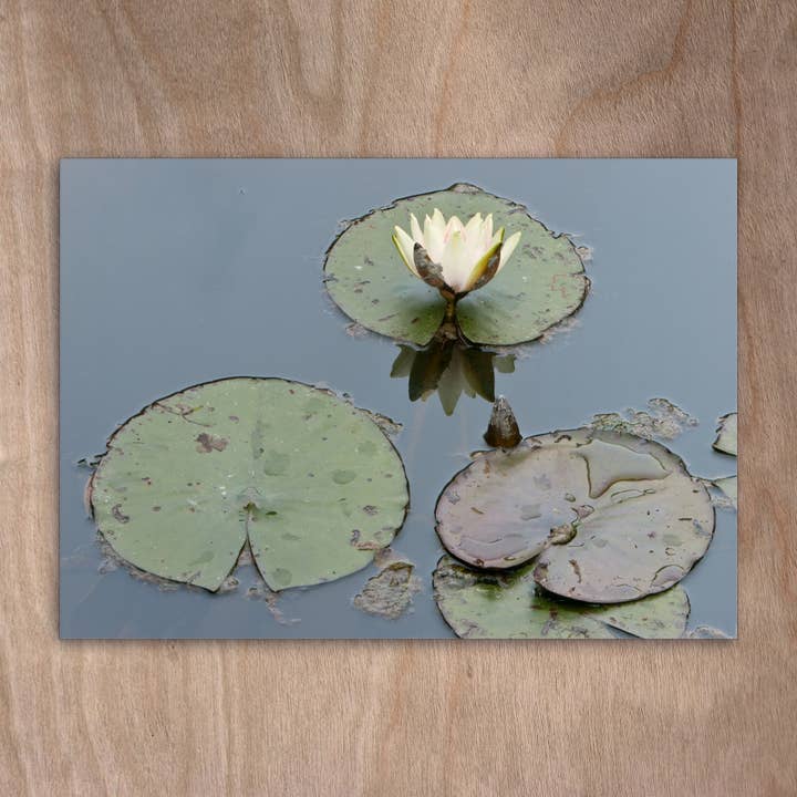 Cartolina Eye0066 fiori di ninfea per la vendita all'ingrosso da parte di eye-comm