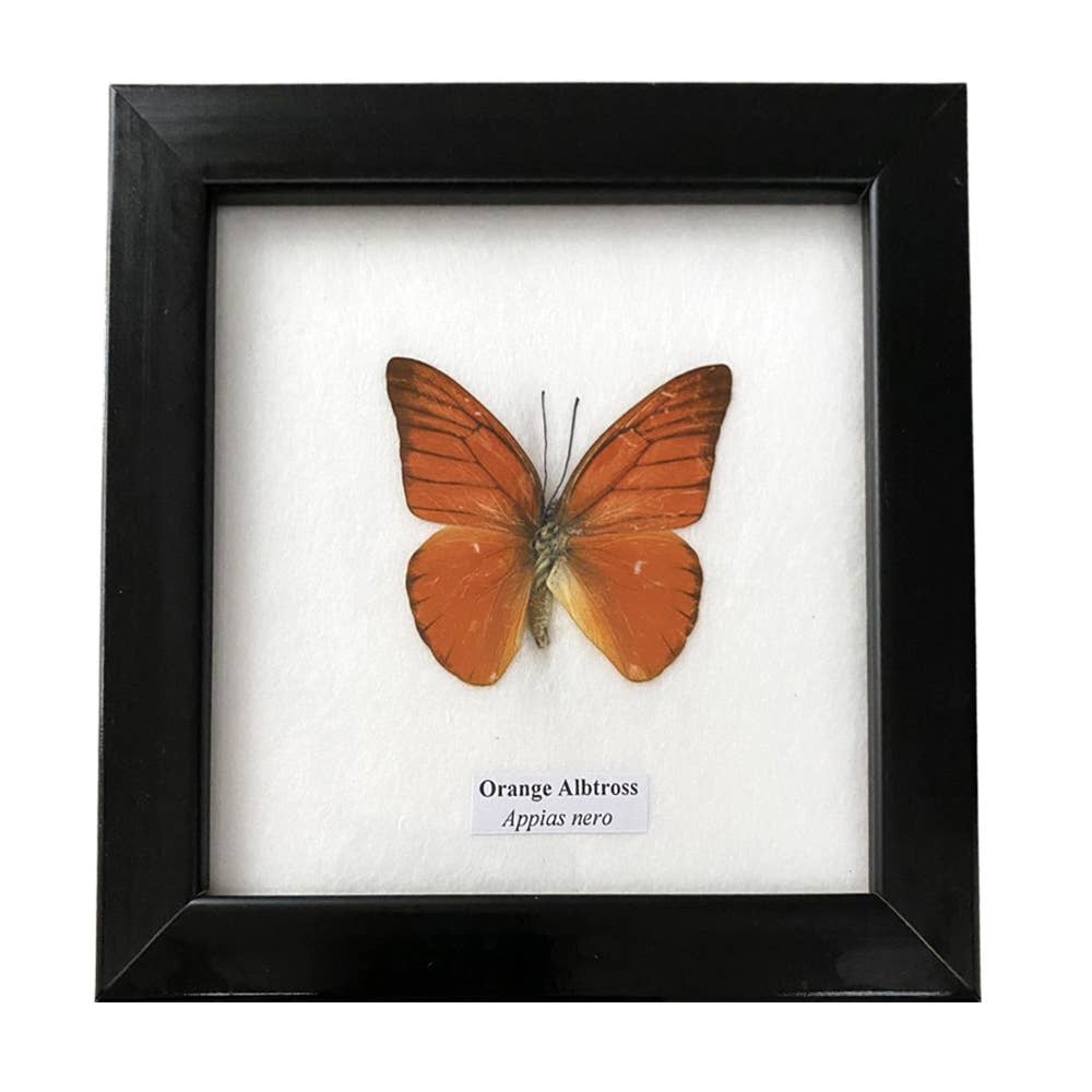 VIE – wholesale Wall Accent – Butterfly Mounted Under Glass, Assorted16