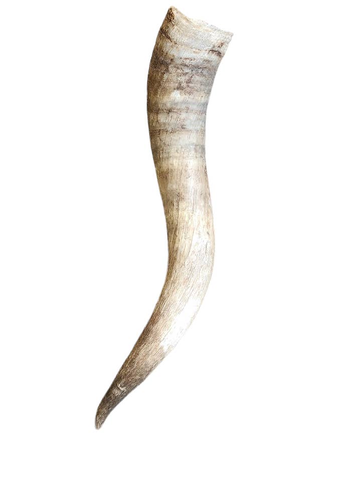 Single Horns for wholesale by Luises Perez Imports LLC
