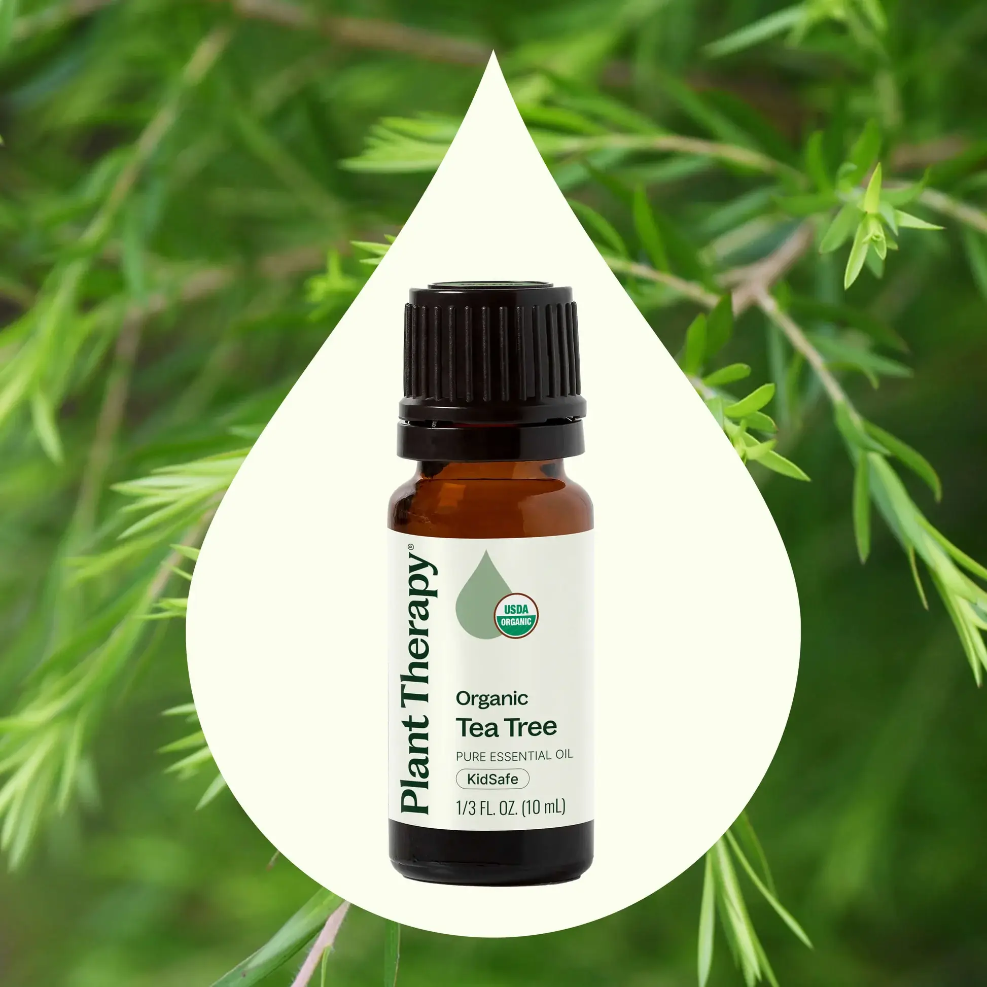 Plant Therapy – wholesale Essential oil – Organic Tea Tree Essential Oil 10 mL1