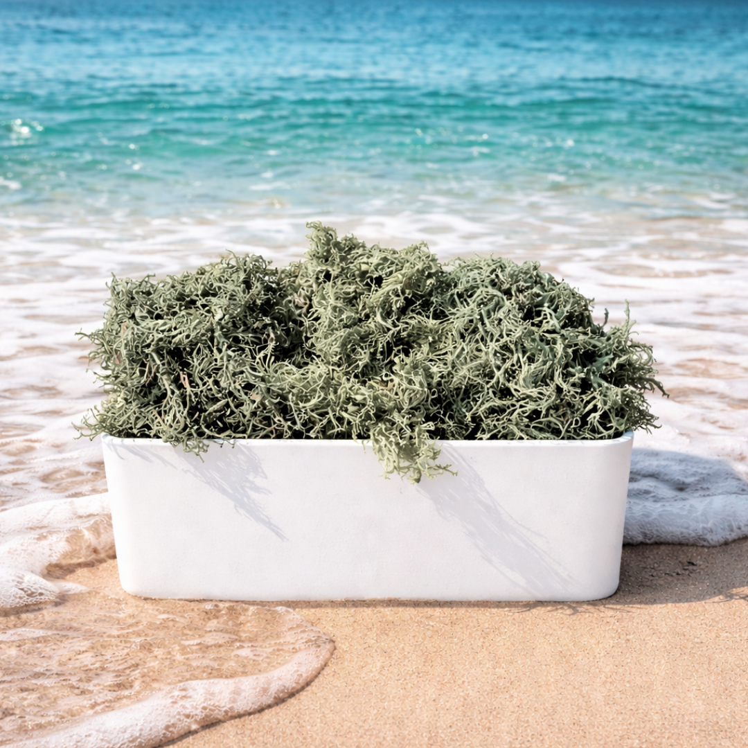 Atlantic Gold Sea Moss - Wholesale Oral Supplement/Vitamin - Dry Sea Moss 1 to 15 Lbs, Colors Wild-harvested St. Lucia3