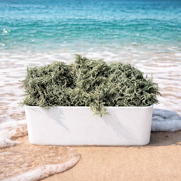 Atlantic Gold Sea Moss - Wholesale Oral Supplement/Vitamin - Dry Sea Moss 1 to 15 Lbs, Colors Wild-harvested St. Lucia3