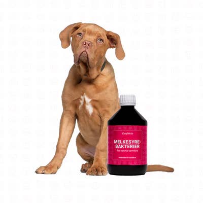 DogNikita - Wholesale Pet Supplement - Dog - DogNikita Lactic acid bacteria - 500 ml2