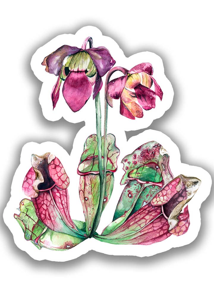 Sarracénie pourpre | Autocollant pour la vente par Sarah Choquette Scott Artiste