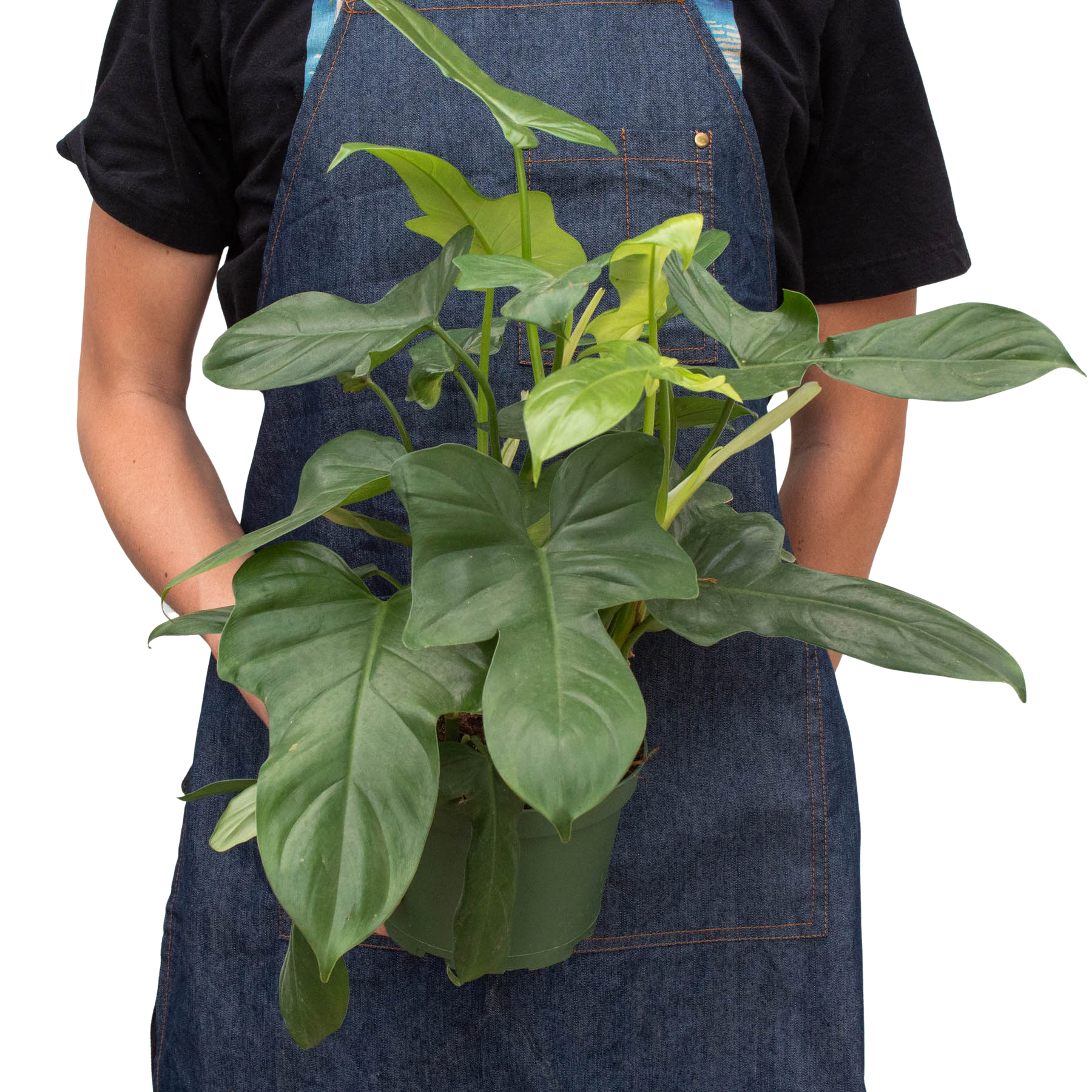 House Plant Wholesale - Wholesale Live Plant - Philodendron 'Silver Sword'5